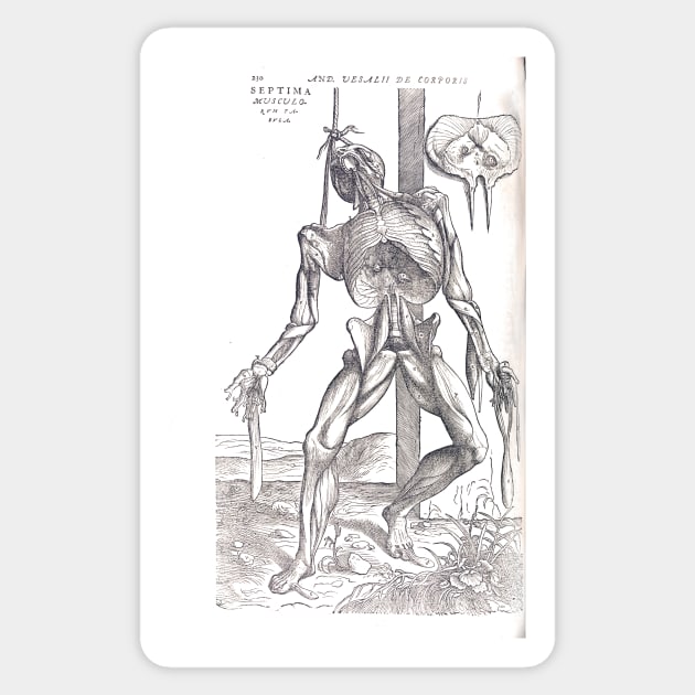 Anatomical skeleton Illustration from De humani corporis fabrica libri septem by Andreas Vesalius published circa 1543 (cleaned to remove bleed thru text) Sticker by artfromthepast